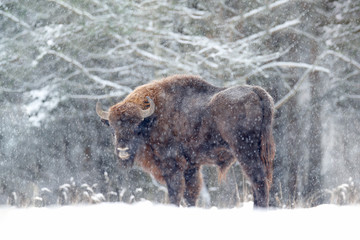 European bison in the winter forest, cold scene with big brown animal in the nature habitat, snow on the trees, Poland. Wildlife scene from nature. Big brown bizon cold witer with snow. © ondrejprosicky
