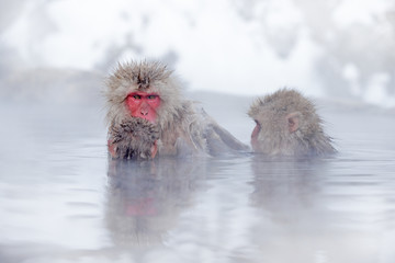 Family in the spa water Monkey Japanese macaque, Macaca fuscata, red face portrait in the cold water with fog, animal in the nature habitat, Hokkaido, Japan. Wide angle lens photo with nature habitat.
