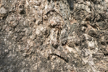 Close up of weathered wood surface background