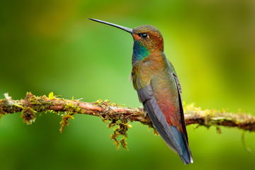 Hummingbird in flight, green forest nature habitat, White-tailed Hillstar, Urochroa bougueri, Montezuma, Colombia.