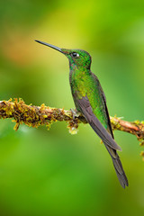 Empress Brilliant, Heliodoxa imperatrix, beautiful hummingbird in the nature habitat. Green bird with long tail from Ecuador.