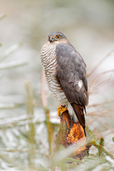 Eurasian sparrowhawk, Accipiter nisus, sitting on the snow in the forest with caught little songbird. Wildlife animal scene from nature. Bird in the winter forest habitat.