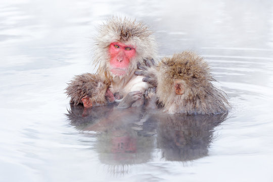 Family in the spa water Monkey Japanese macaque, Macaca fuscata, red face portrait in the cold water with fog, animal in the nature habitat, Hokkaido, Japan. Wide angle lens photo with nature habitat.