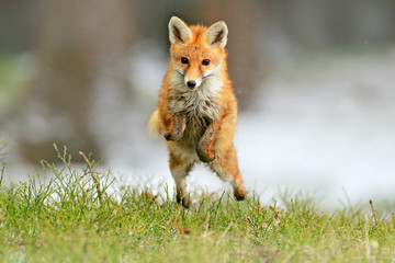 Naklejka na ściany i meble Red Fox jumping , Vulpes vulpes, wildlife scene from Europe. Orange fur coat animal in the nature habitat. Fox on the green forest meadow.
