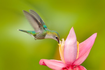 Obraz na płótnie Canvas Hummingbird from Colombia. Andean Emerald, Amazilia franciae, with pink red flower, clear green background, Colombia. Wildlife scene from nature. Hummingbird in the tropic jungle forest.