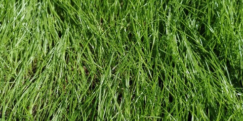 background of green grass