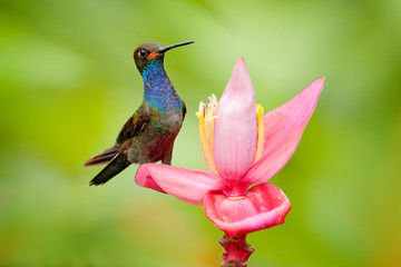 Bird sucking nectar from pink bloom. Hummingbird with flower. White-tailed Hillstar, Urochroa bougueri, on ping flower, gren and yellow background, Colombia.