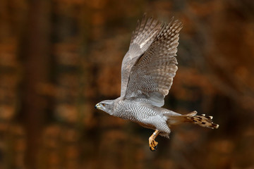 Goshawk flying, bird of prey with open wings with evening sun back light, nature forest habitat, Germany. Wildlife scene from autumn nature. Bird fly landing pn tree trunk in orange vegetation.
