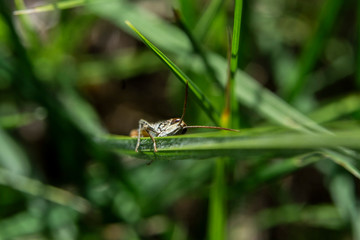 grasshopper sitting in the grass