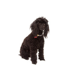 portrait of black poodle dog isolated