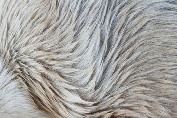 Animal wool texture and background.
