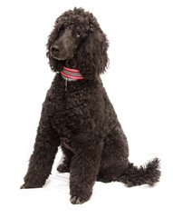 portrait of black poodle dog isolated