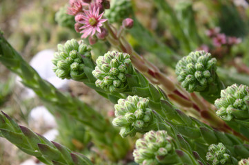 Blüten der Hauswurz