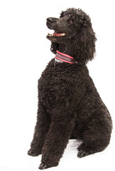 portrait of black poodle dog isolated
