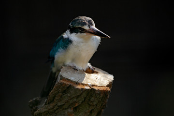 Collared Kingfisher, Todiramphus chloris, bird from Africa. Detail of exotic African bird sitting on the branch in the green nature habitat, New Guinea and Australia. Wildlife scene from nature. 
