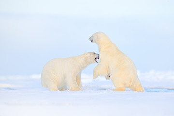 Obraz na płótnie Canvas Polar bear dancing fight on the ice. Two bears love on drifting ice with snow, white animals in nature habitat, Svalbard, Norway. Animals playing in snow, Arctic wildlife. Funny image in nature.