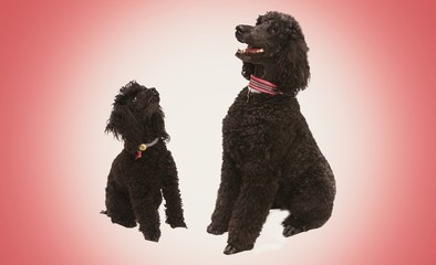 dogs black poodles with red background