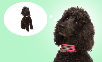 dogs black poodles with background