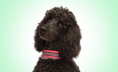 portrait of black poodle dog with collar