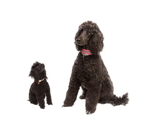 dogs black poodles with background