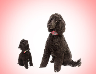 dogs black poodles with red background