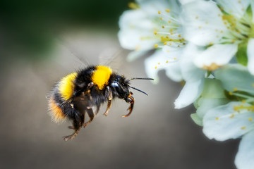 In flight flying bumblebee in spring on fruit tree blossom - obrazy, fototapety, plakaty