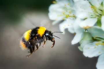 Im Flug fliegende Hummel im Frühjahr auf Obstbaumblüte © Daniel