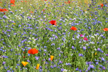 Blumenwiese