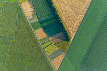 Abstract geometric shapes of agricultural parcels of different crops in yellow and green colors. Aerial view shoot from drone directly above field