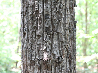 Fototapeta premium Summer tree trunk texture background.