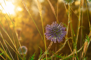 Globe Thistle Echinops sphaerocephalus blue pointed head of a blue flower in the field at sunset in the sun.