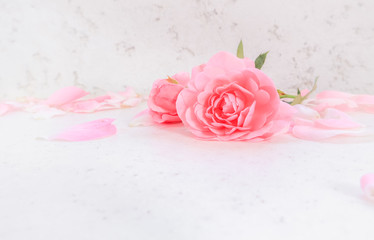 Pink roses and petals on white background. Perfect for background greeting cards and invitations of the wedding, birthday, Valentine's Day, Mother's Day.