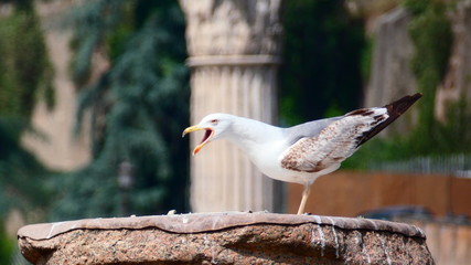 Seagull with open beak on white pillar