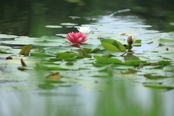 見沼自然公園の睡蓮