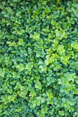 Fototapeta premium Natural background. Buxus, box or boxwood with evergreen leaves