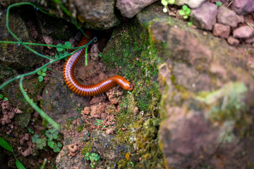 Brown giant millipede  (Asian Forest Centipedes) on the ground of rain forest.