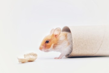 little hamster on white background