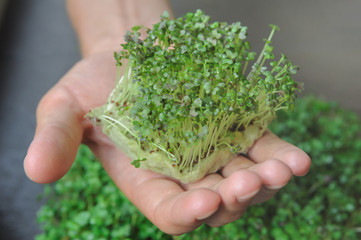 Naklejka na ściany i meble Hand holding fresh micro green young sprouts