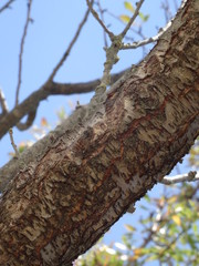 La Cigale : Trouve moi !