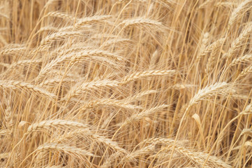 Ears of wheat in the sunlight on the agricultural field close-up