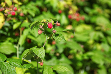 garden raspberry 2