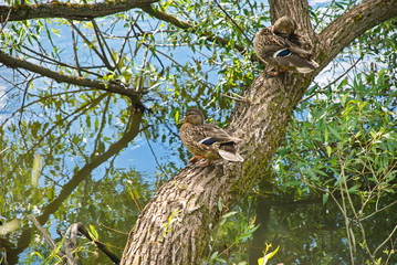 Two ducks sit on a tree on the shore of a pond in the forest