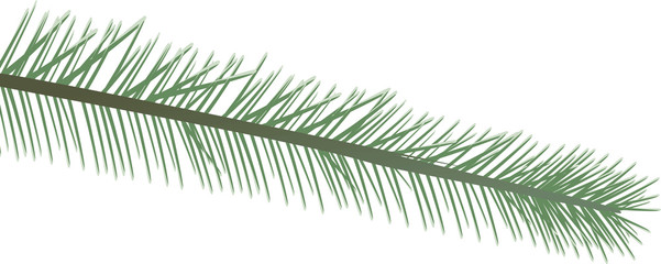 Pine tree leaf. vector illustration