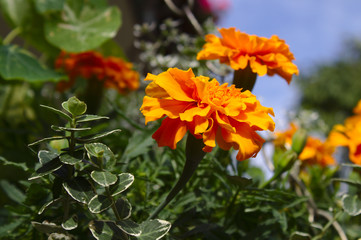 Tagetes