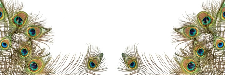 Naklejka premium Peacock feathers on white background with copy space