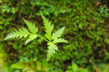 Green ferns leaves background