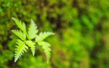 Green ferns leaves background