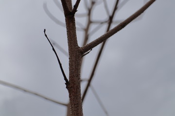 branch of a tree in winter