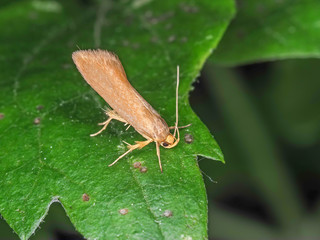 clothing moth (Tineola bisselliella) on the green leaf