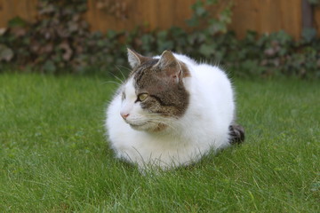 Katze liegt im Garten